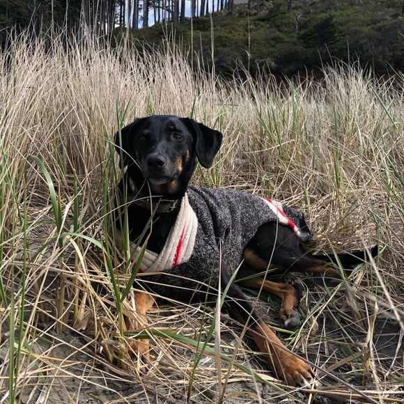 Meet your Posher, Luci - Picture 1 of 1